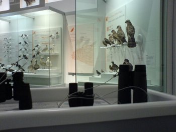 Fågelskådning på museum